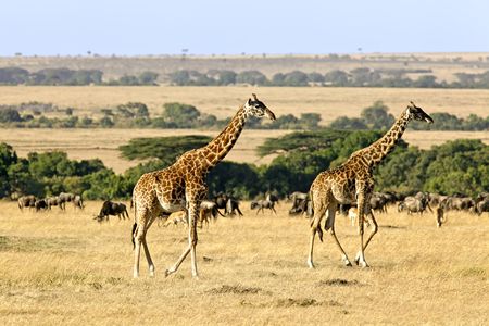 Explorations du Kenya 100% Safari 12J/09N – 2022