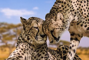 Tanzanie