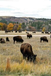 Bisons Dakota du Sud