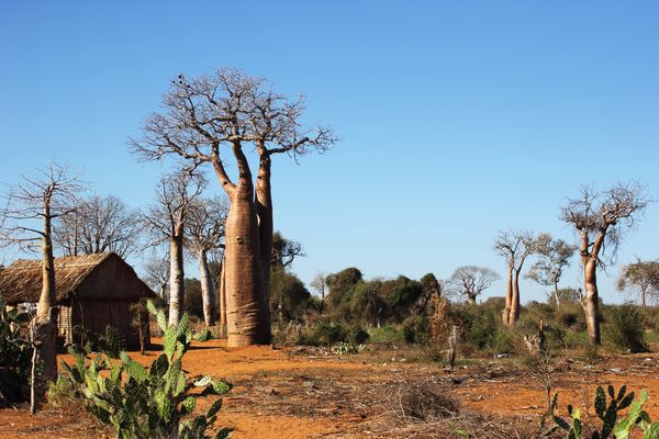 Splendeurs de Madagascar 14J/11N – 2024