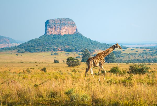 Splendeurs du Parc Kruger 10J/07N – 2024