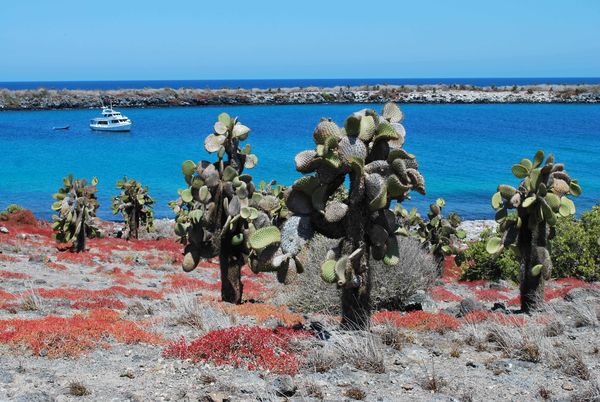 Splendeurs de l’Equateur & Extension Galapagos Terrestre 15J/13N – 2025