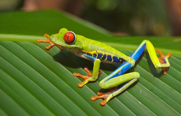 Explorations au Costa Rica & Extension Parc National de Tortuguero 15J/13N – 2025