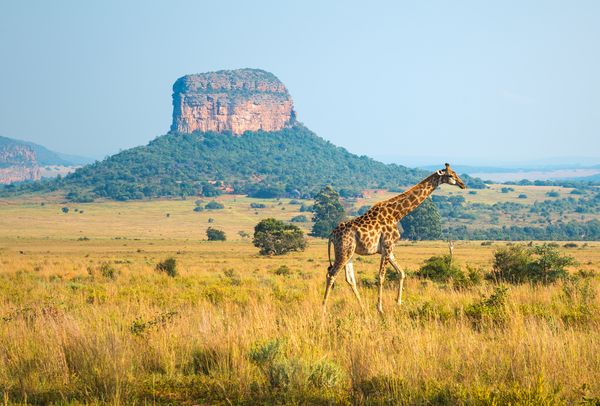 Splendeurs du Parc Kruger 10J/07N – 2025