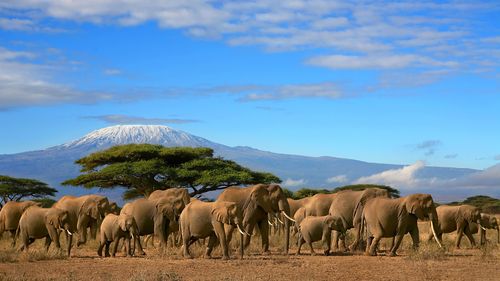 Merveilles du Kenya Samburu & extension Plage de Diani 12J/9N – 2025