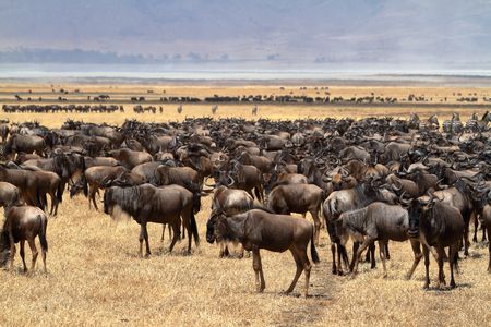 Merveilles du Kenya Mara Safari en véhicule 4X4 10J/7N – 2025