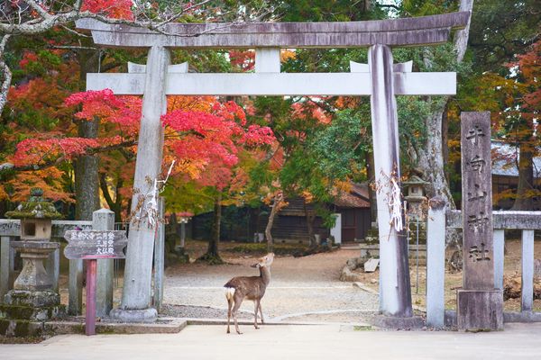 Immersion au Japon en transports locaux & Extension Tokyo 15J/12N – 2025