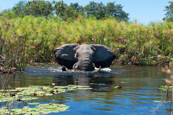 Immersion au Botswana 11J/8N – 2025