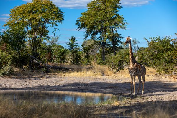 Immersion au Botswana 11J/8N – 2025