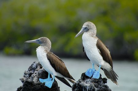 Splendeurs de l’Equateur & Extension Galapagos Terrestre 15J/13N – 2025