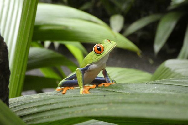 Immersion au Costa Rica & Région de Manuel Antonio / Pacifique Central 15J/13N – 2025