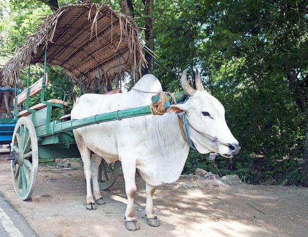 Immersion au Sri Lanka 15J/12N - 2025