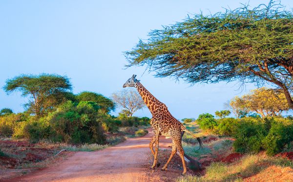 Merveilles du Kenya Samburu 10J/7N - 2025