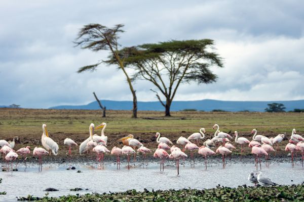 Merveilles du Kenya Mara & extension Plage de Diani 12J/9N – 2025