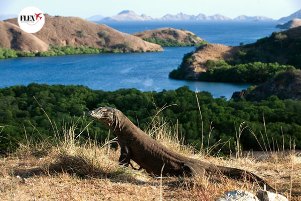 Splendeurs de Bali & Komodo 12J/9N - 2025