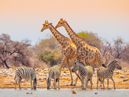 Splendeurs de Namibie 11J/08N  - 2025