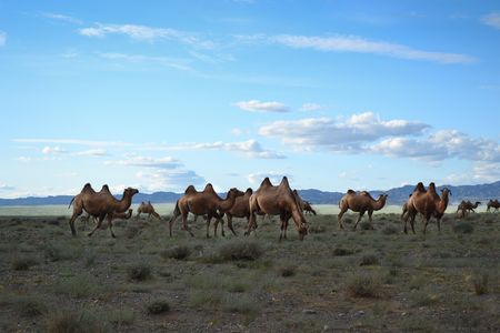 Immersion en Mongolie – Festival du Feutre et Yak – 10J/7N – 2025