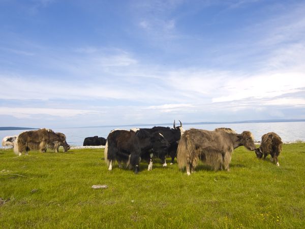 Immersion en Mongolie - Festival du Feutre et Yak - 10J/7N - 2025