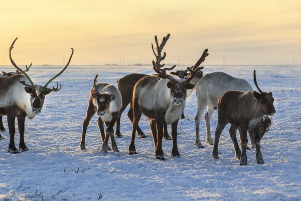 Splendeurs des aurores boréales & igloo 05J/04N – 2025