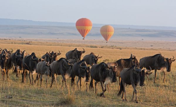 Merveilles du Kenya Samburu & extension Plage de Diani 12J/9N – 2025