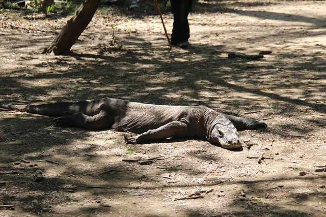 Splendeurs de Bali, Komodo & Extension Plage 15J/12N – 2025