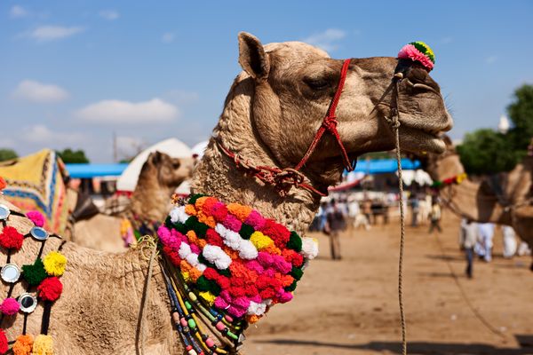 Merveilles de l’Inde du Nord – Spécial Fête de Pushkar – 15J/12N – 2025