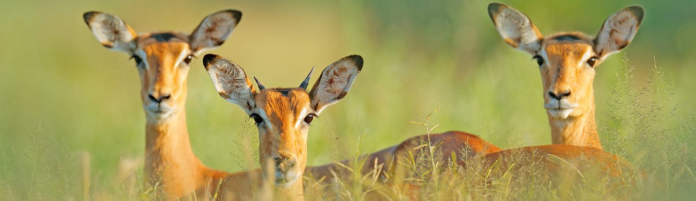 Beautiful impalas in the grass with evening sun, hidden portrait