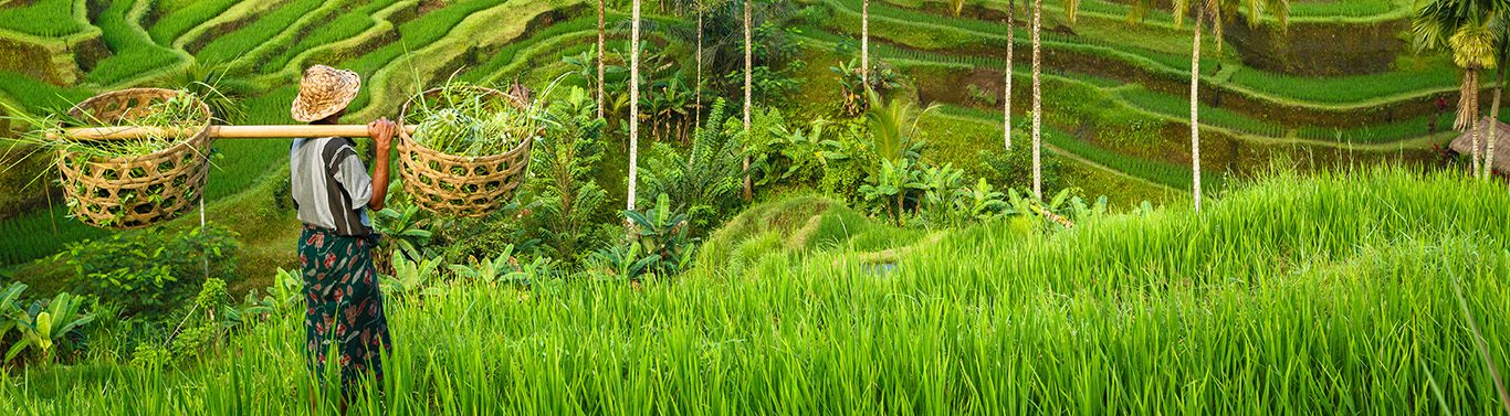 Bali, rizière en terrasse