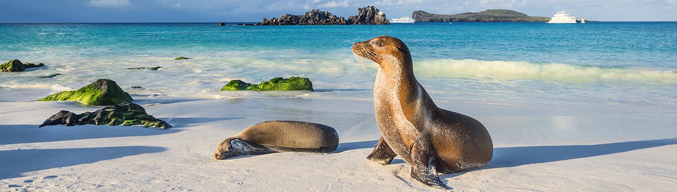 Galapagos sea lion (Zalophus wollebaeki) at the beach of Espanola island