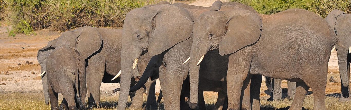AFS1_Pixabay_elephant-3325310_1920