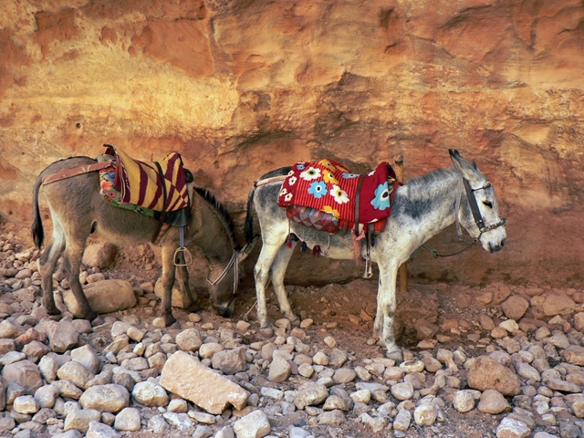 Splendeurs de Jordanie en rendez-vous sur place 8J/7N – Hôtels 3* – 2025