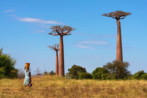 Splendeurs de Madagascar 14J/11N – 2025