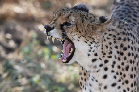 Splendeurs de Namibie en rendez-vous sur place 09J/08N  – 2025