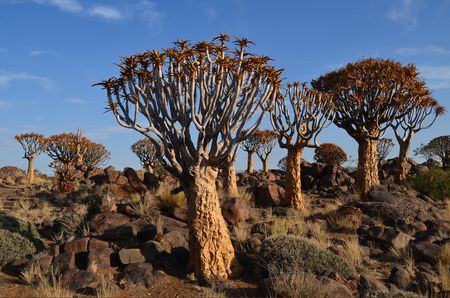 Splendeurs de Namibie en rendez-vous sur place 09J/08N  – 2025