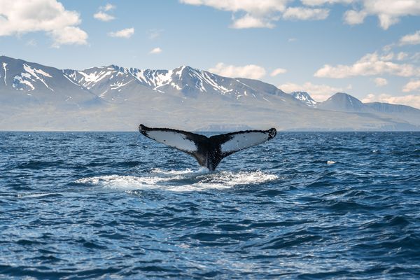 Merveilles de l’Islande En Hiver – 8J/7N – 2026
