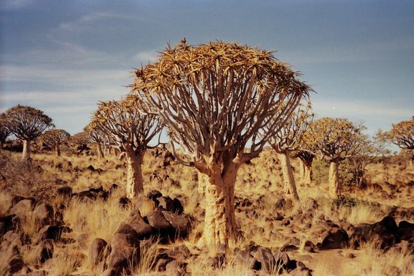 Splendeurs de Namibie & Séjour Fish River Canyon 15J/12N – 2026