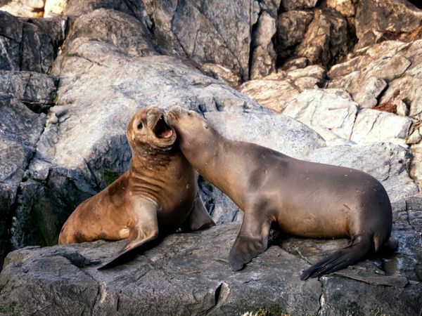 Merveilles de l’Argentine / Chili & Croisière Cap Horn 16J/13N – 2026