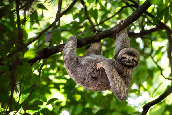 Splendeurs du Costa Rica & extension Puntarenas 13J/11N – 2026
