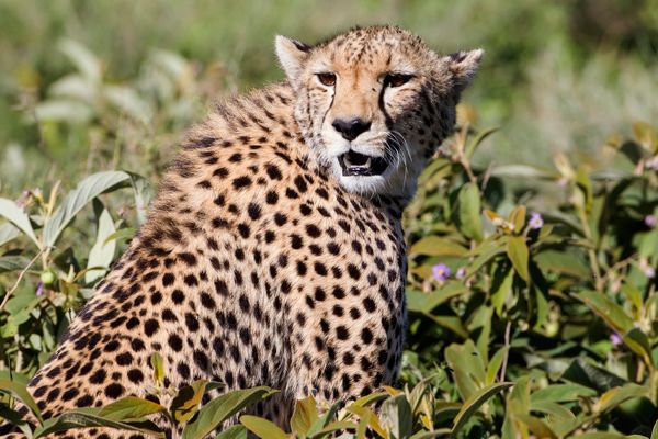 Immersion en Tanzanie 09J/06N – 2026