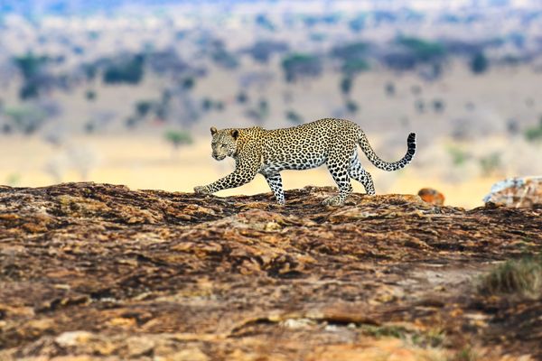 Merveilles du Kenya Mara 10J/07N – 2026