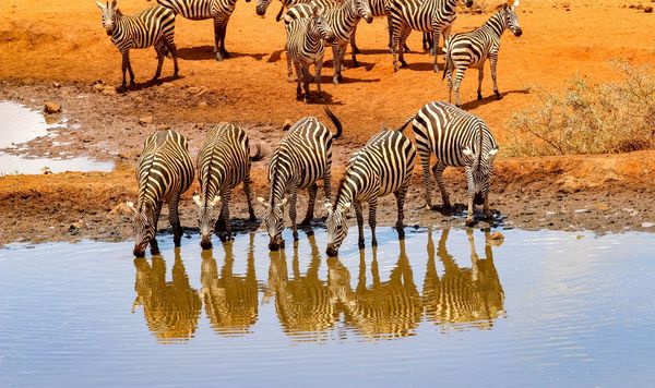 Immersion au Kenya 10J/07N – 2026