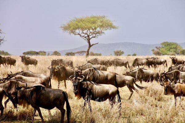 Merveilles de Tanzanie 10J/07N – 2026