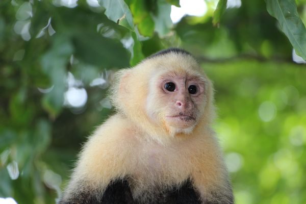 Explorations du Costa Rica 12J/10N – 2026
