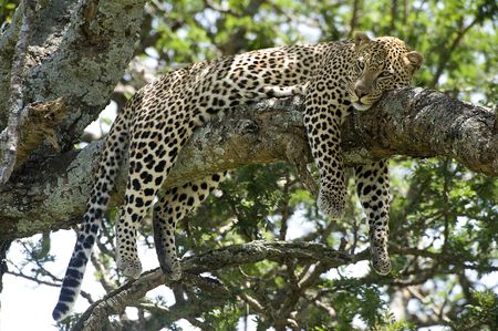 Splendeurs de Tanzanie & Zanzibar 10J/07N – 2025