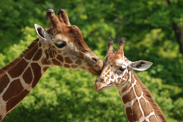 Splendeurs d’Afrique du Sud & Eswatini & Extension Chutes Victoria & Chobe 15J/12N – 2025/2026