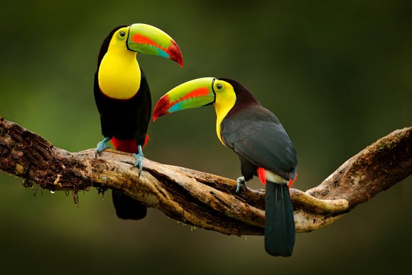 Douceurs du Costa Rica 10J/08N – 2026