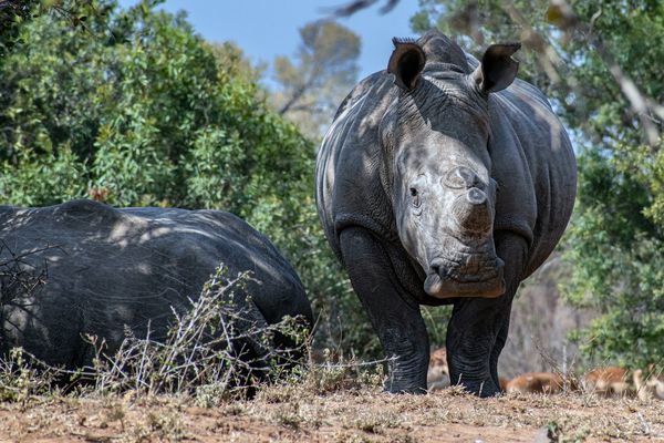 Splendeurs d’Afrique du Sud & Eswatini & Extension Chutes Victoria 14J/11N – 2025/2026