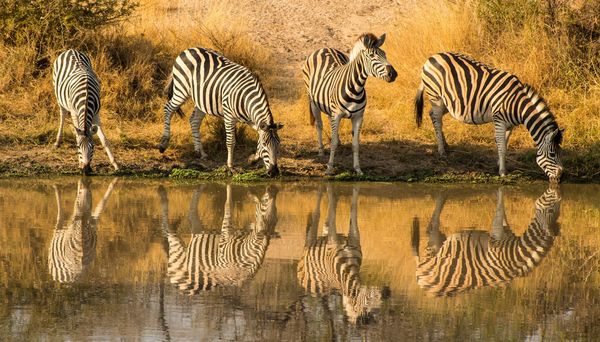 Splendeurs du Parc Kruger 10J/07N – 2025/2026