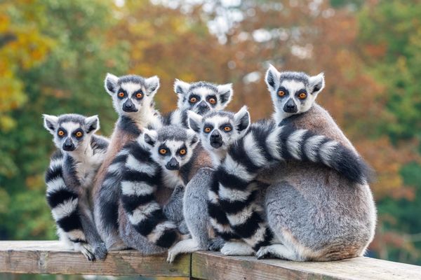Splendeurs de Madagascar 16J/13N – 2026