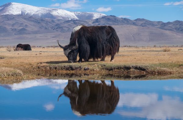 Immersion en Mongolie – Festival du Feutre et Yak – 10J/7N – 2026